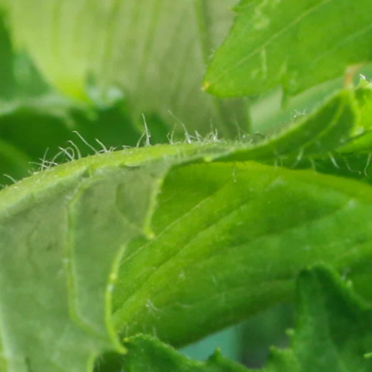 close of up american burnweed leaves showing white hairs 