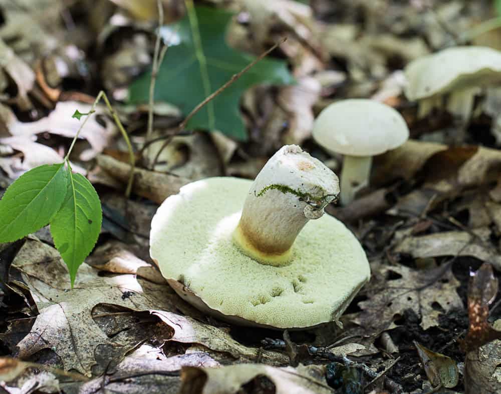 Boletus pallidus mushrooms harvested in Minnesota