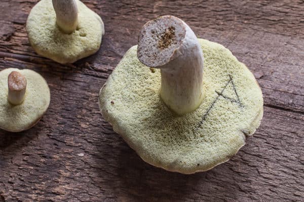Boletus pallidus mushrooms harvested in Minnesota