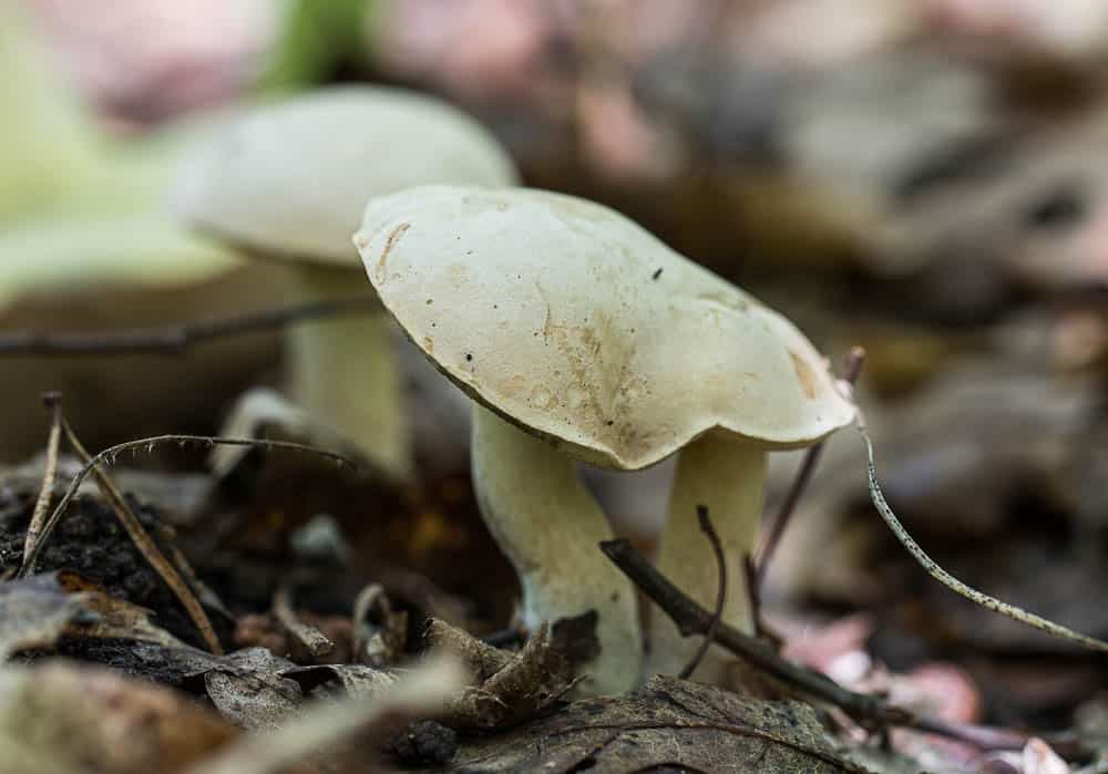 Boletus pallidus mushrooms harvested in Minnesota