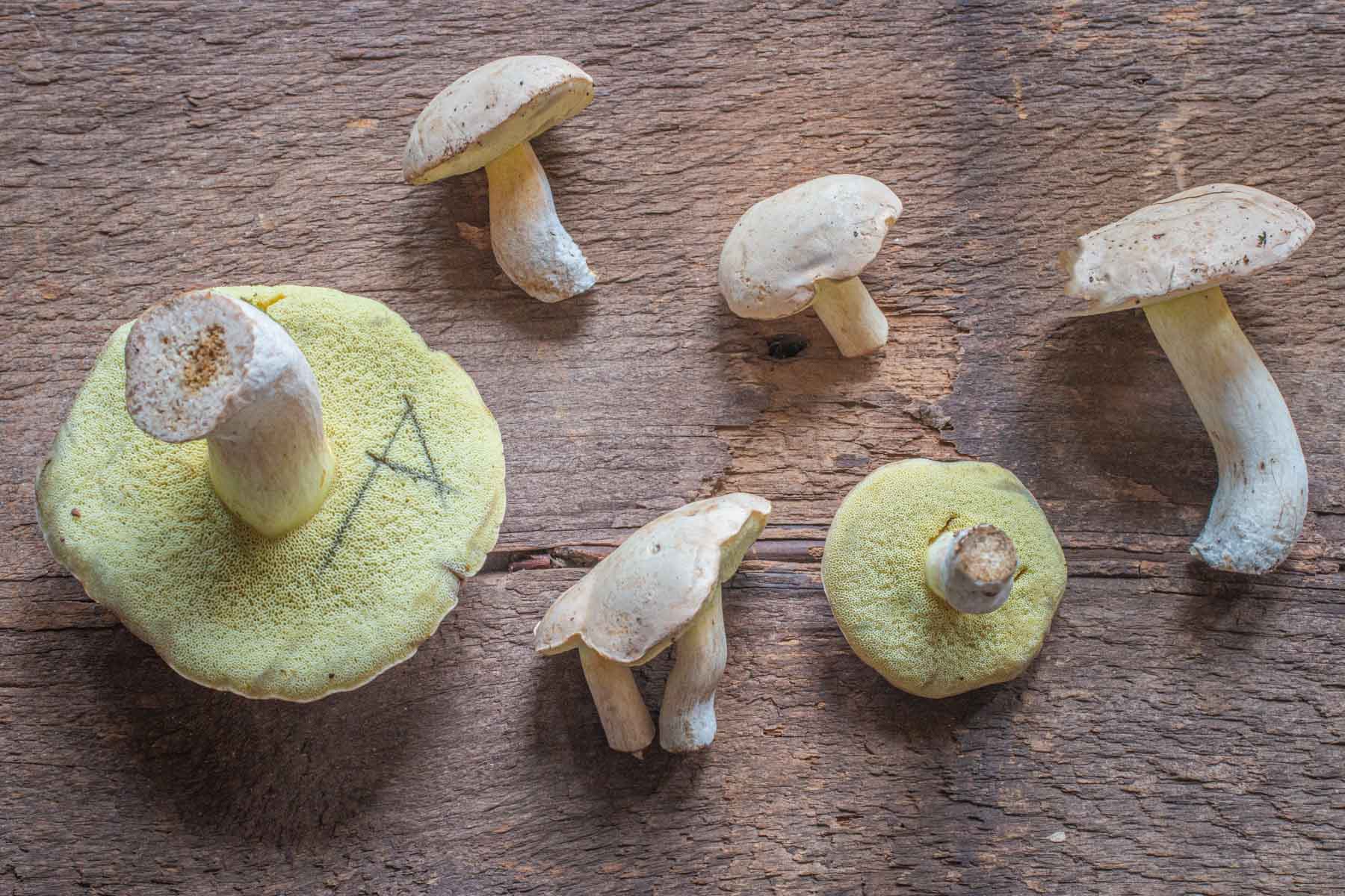 Boletus pallidus mushrooms harvested in Minnesota