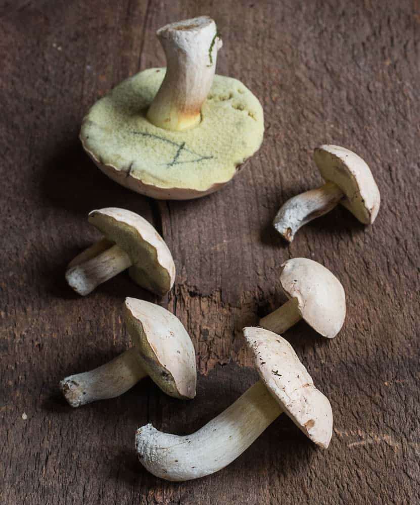 Boletus pallidus mushrooms harvested in Minnesota