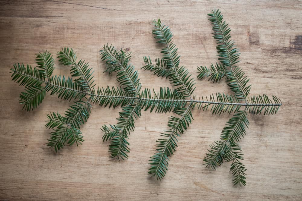 norway spruce branch mn 