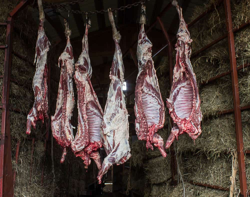 Butchered lamb hanging in the barn 