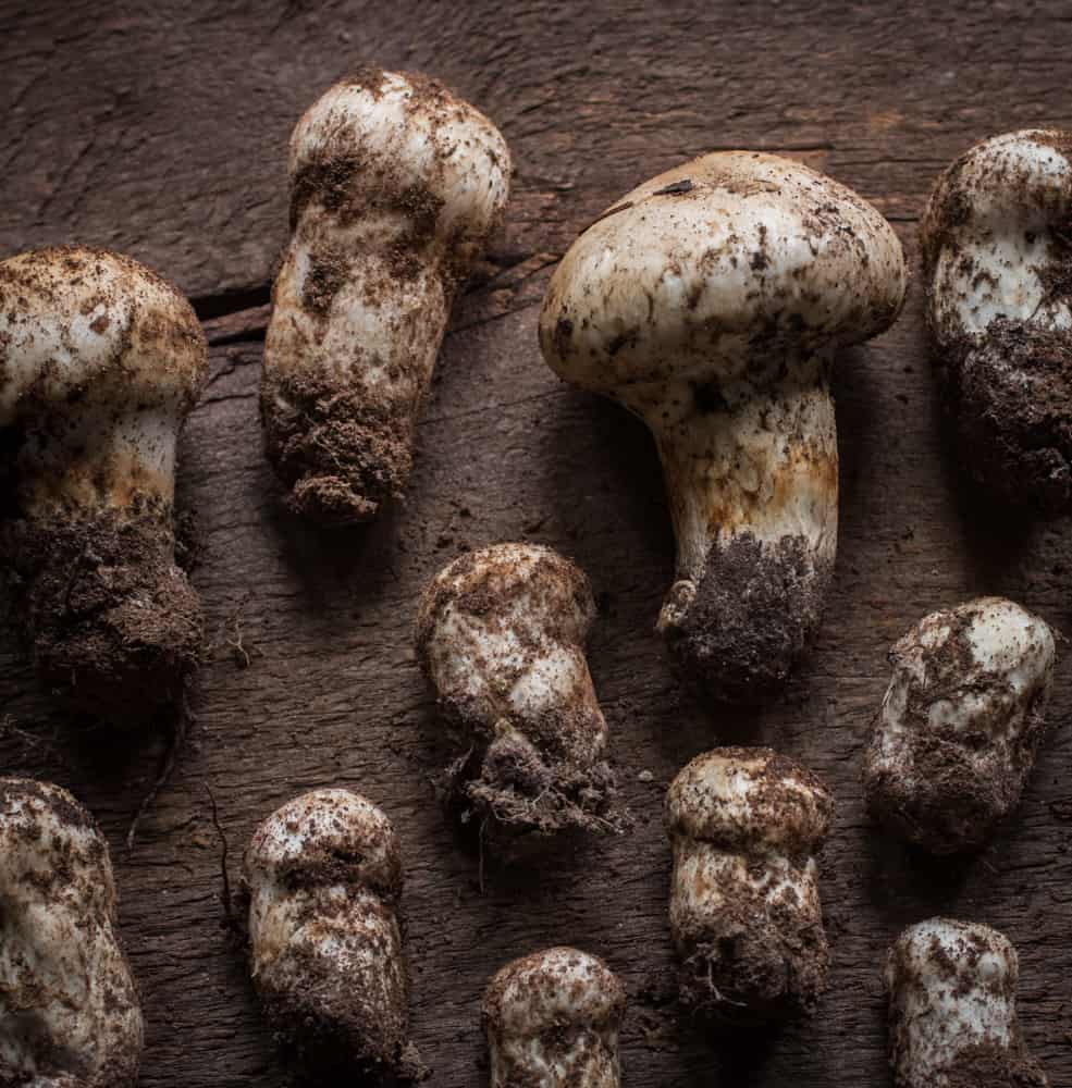 Matsutake Mushrooms from Minnesota