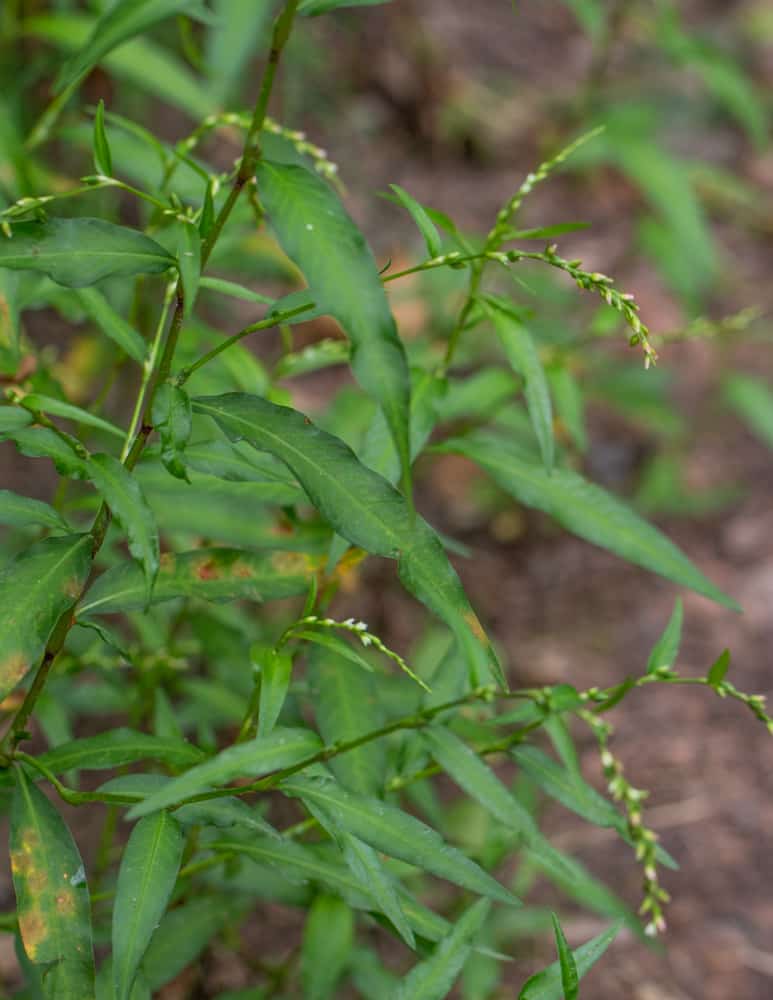 Water pepper, or Persicaria hydropiper seeds