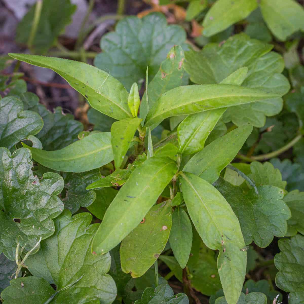 Foraging and Cooking Water Pepper (Persicaria hydropiper)