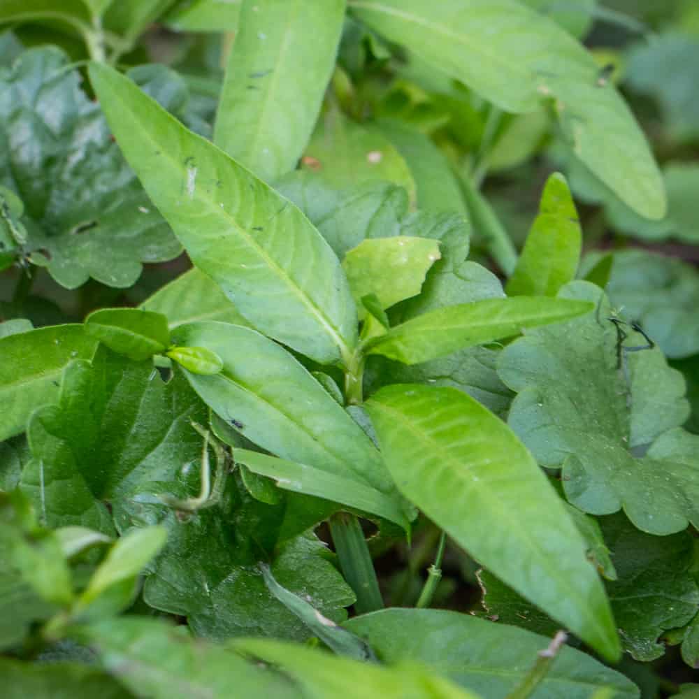 Young water pepper leaves
