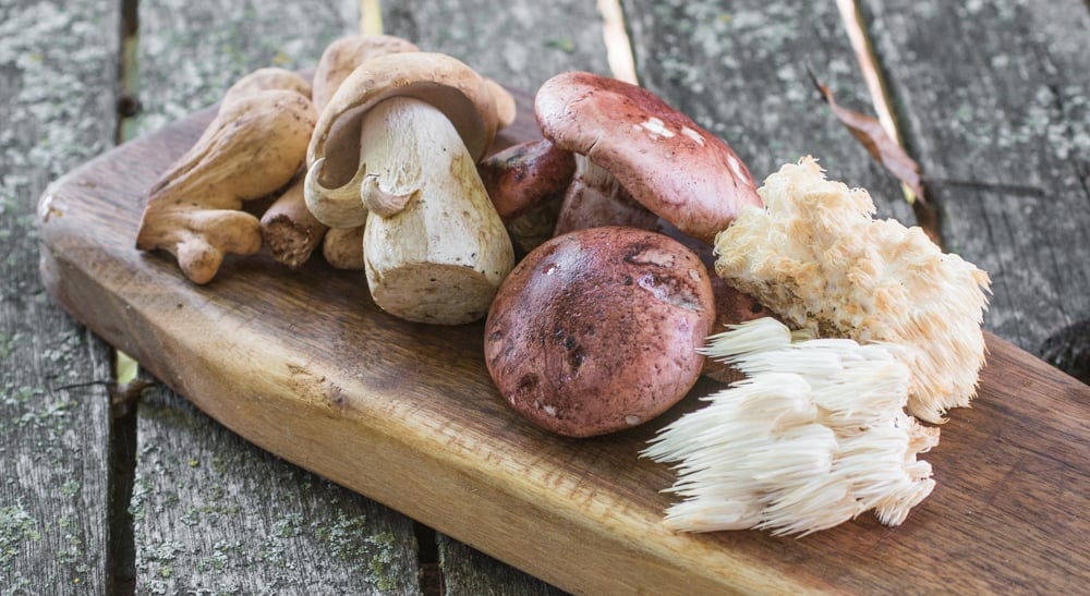 Porcini, Hericium, Hygrophorus Russula and Club Mushrooms