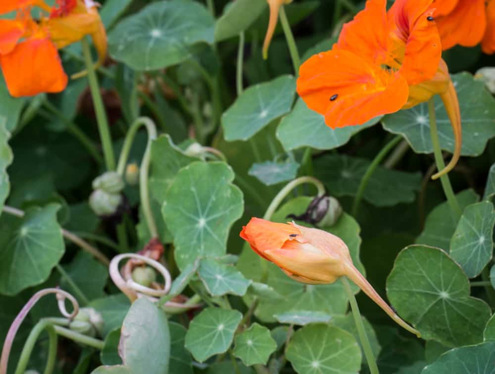 Edible nasturtiums 