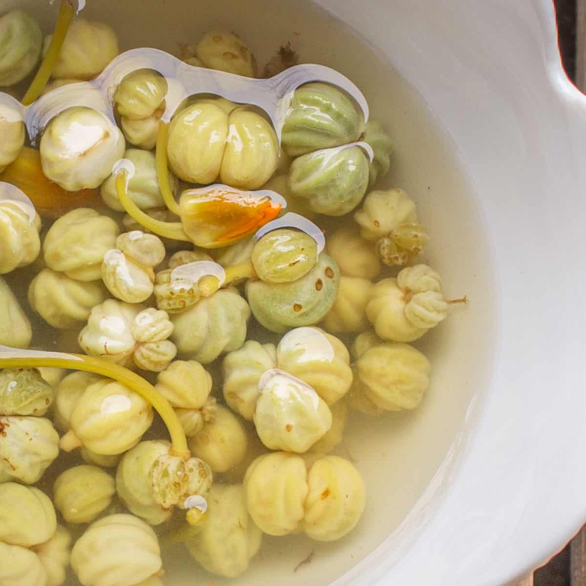 fermented capers made from nasturtium seed pods 