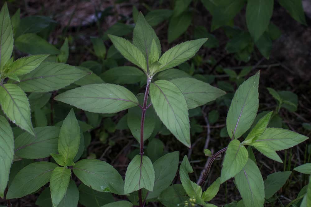 Wild peppermint (Unknown Monardella-Lamiacae)