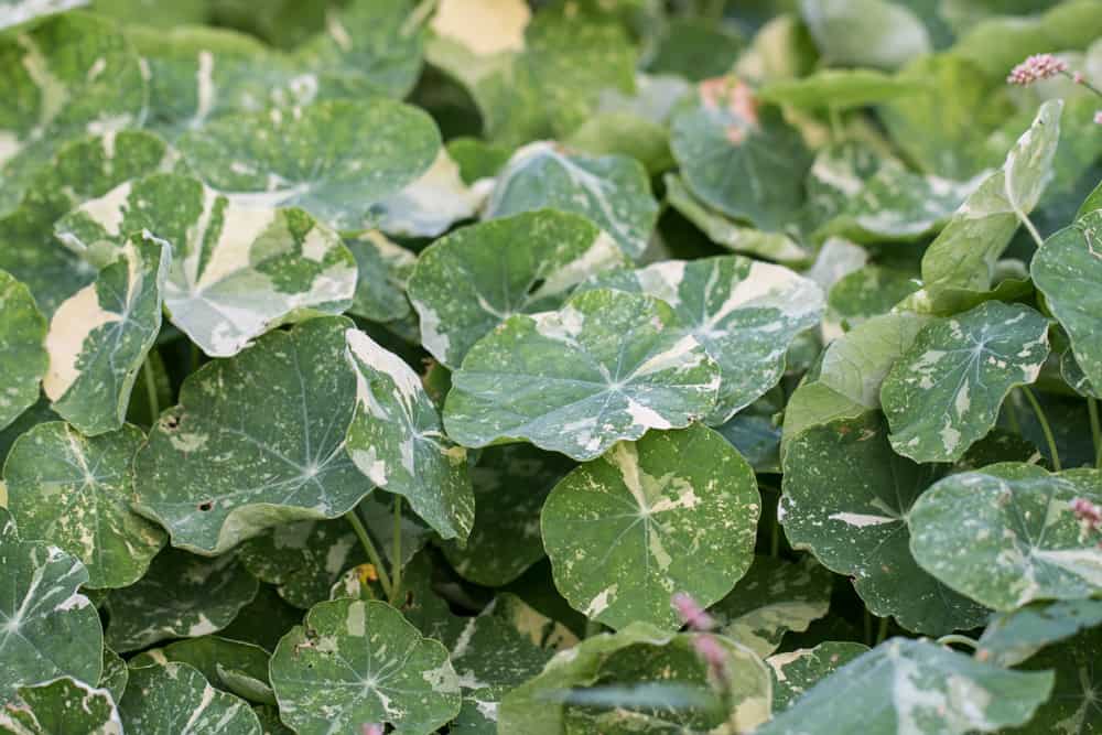 Edible nasturtiums 