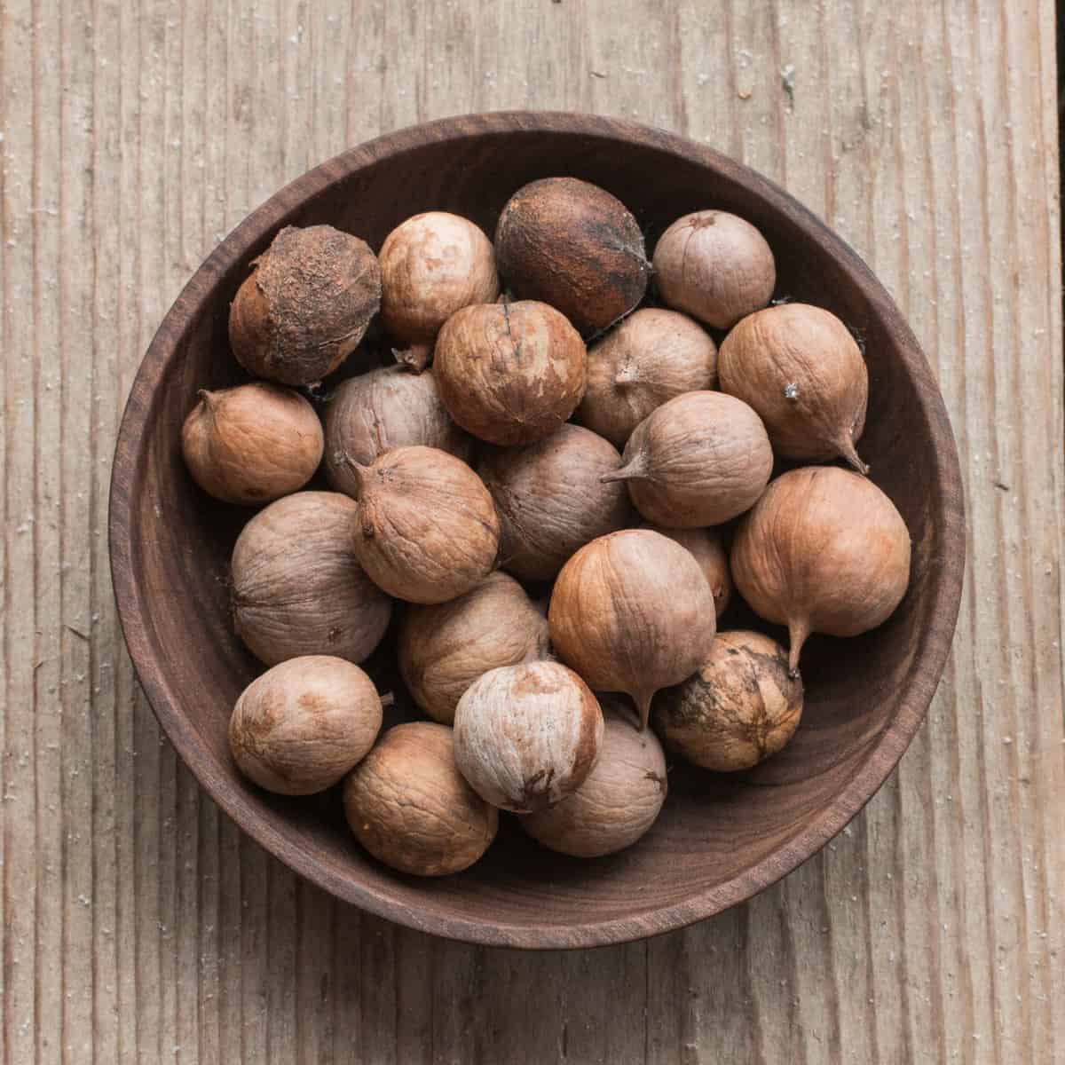 Bitternut Hickory Nuts