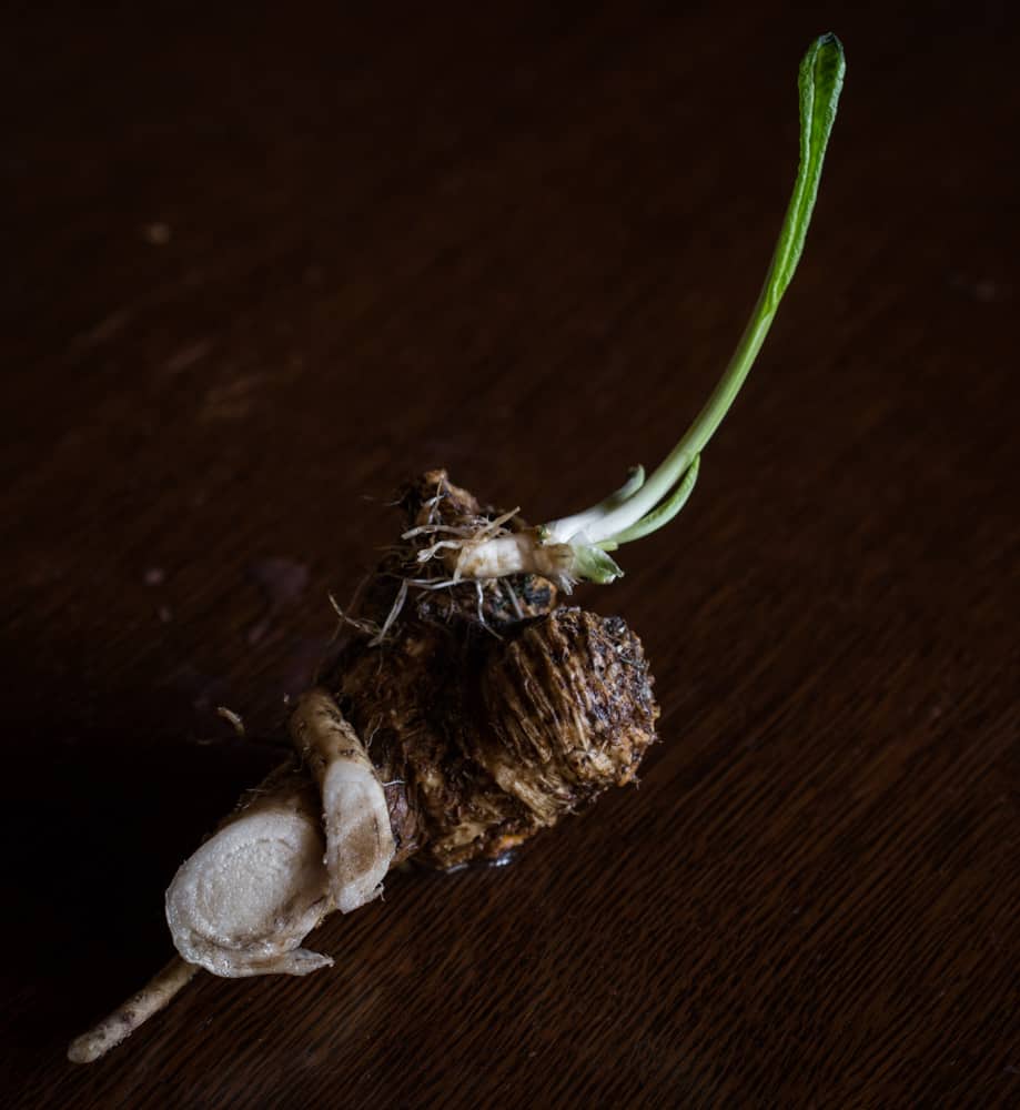 Wild horseradish leaves or greens