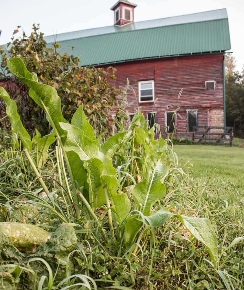 Wild horseradish leaves or greens