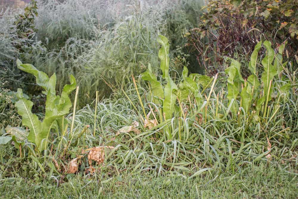 Wild horseradish leaves or greens