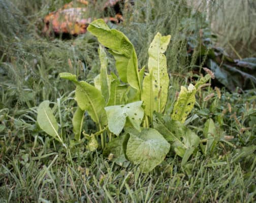 Wild horseradish leaves or greens