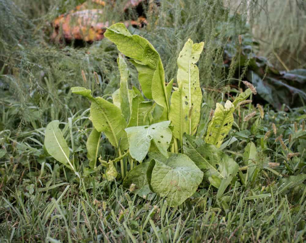 Wild horseradish leaves or greens