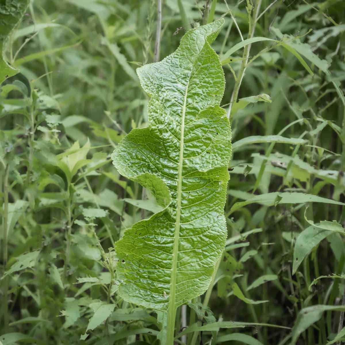 Wild horseradish leaves or greens