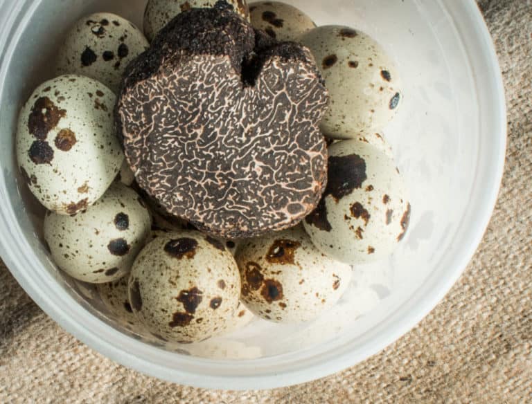 Storing Truffles with Eggs Does it Work? Forager Chef
