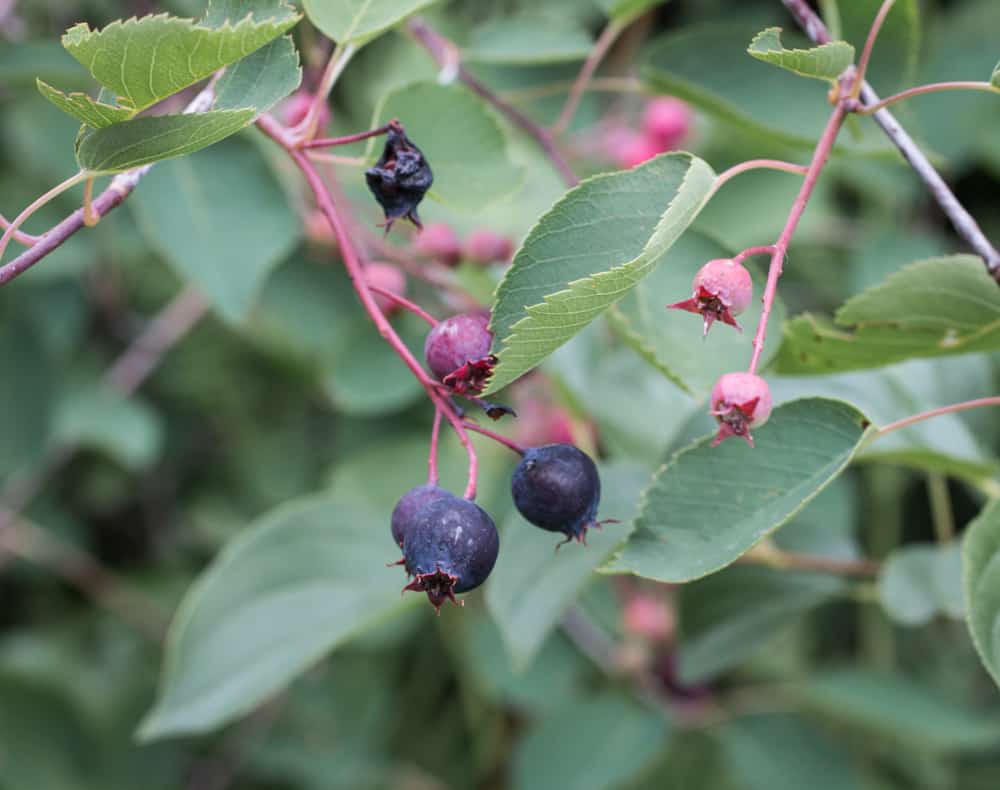 Wild Minnesota serviceberries, saskatoon, or juneberry