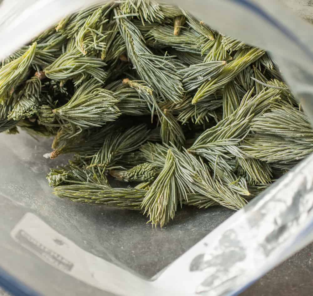 frozen spruce tips 
