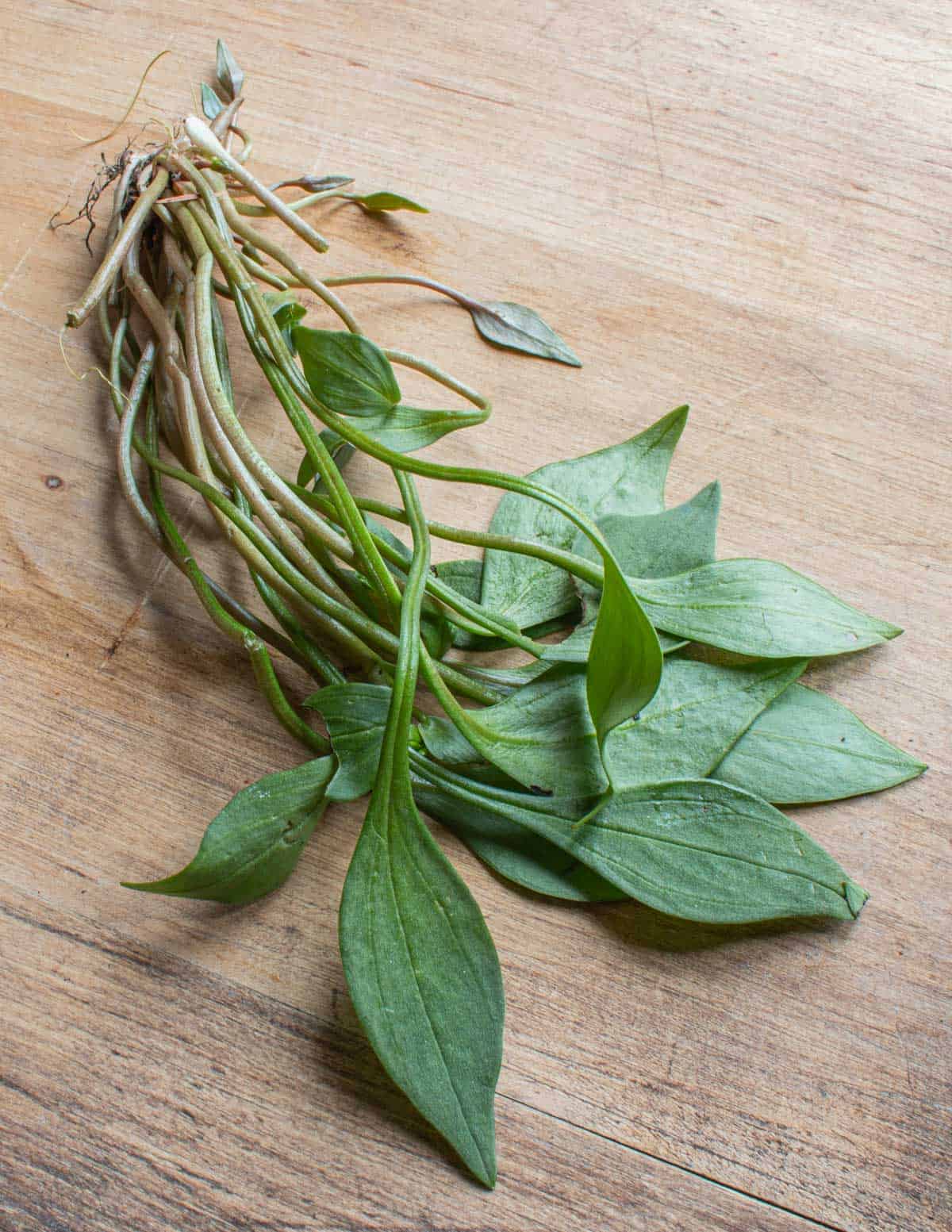 Miner's Lettuce, red