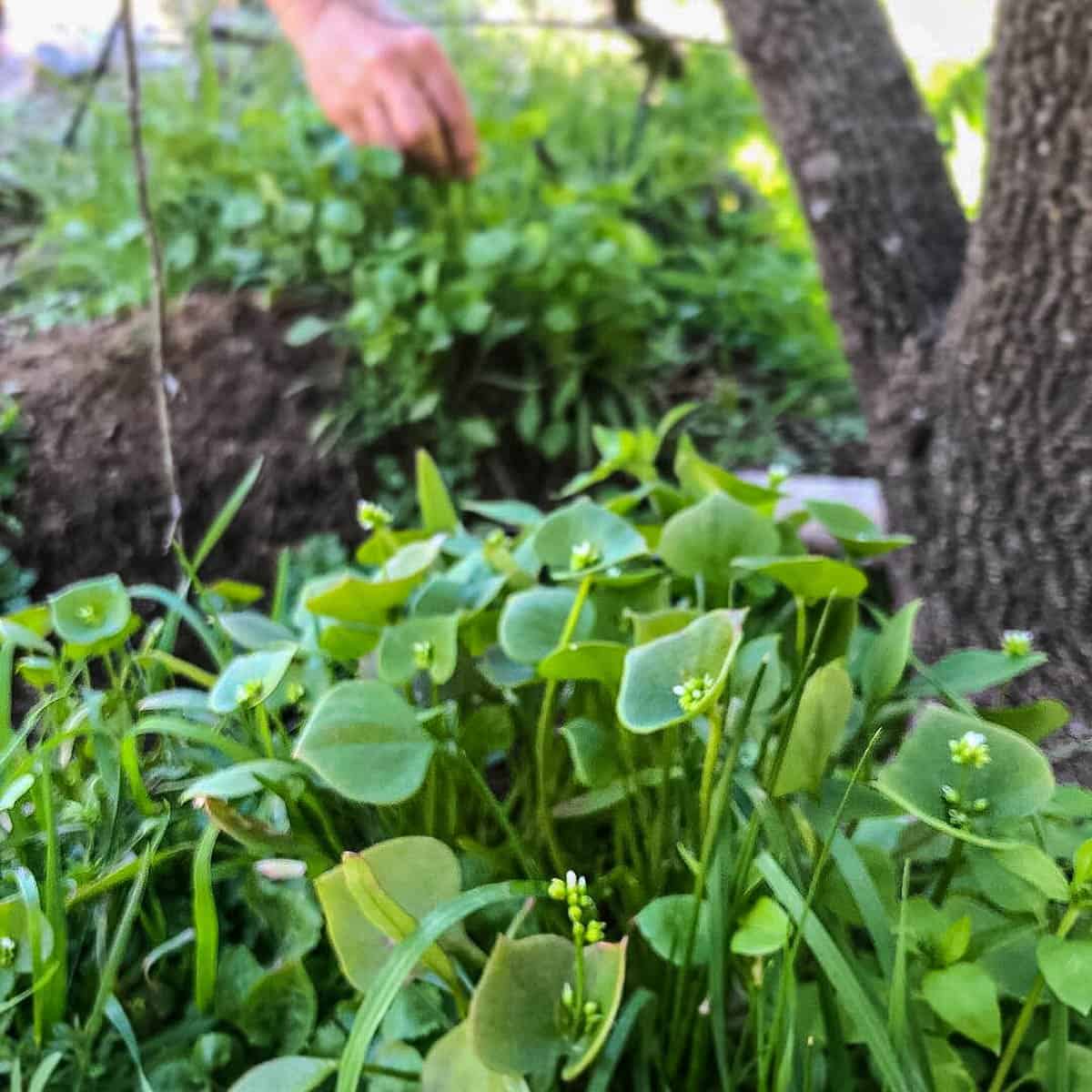 Miners lettuce, or Claytonia perfoliata