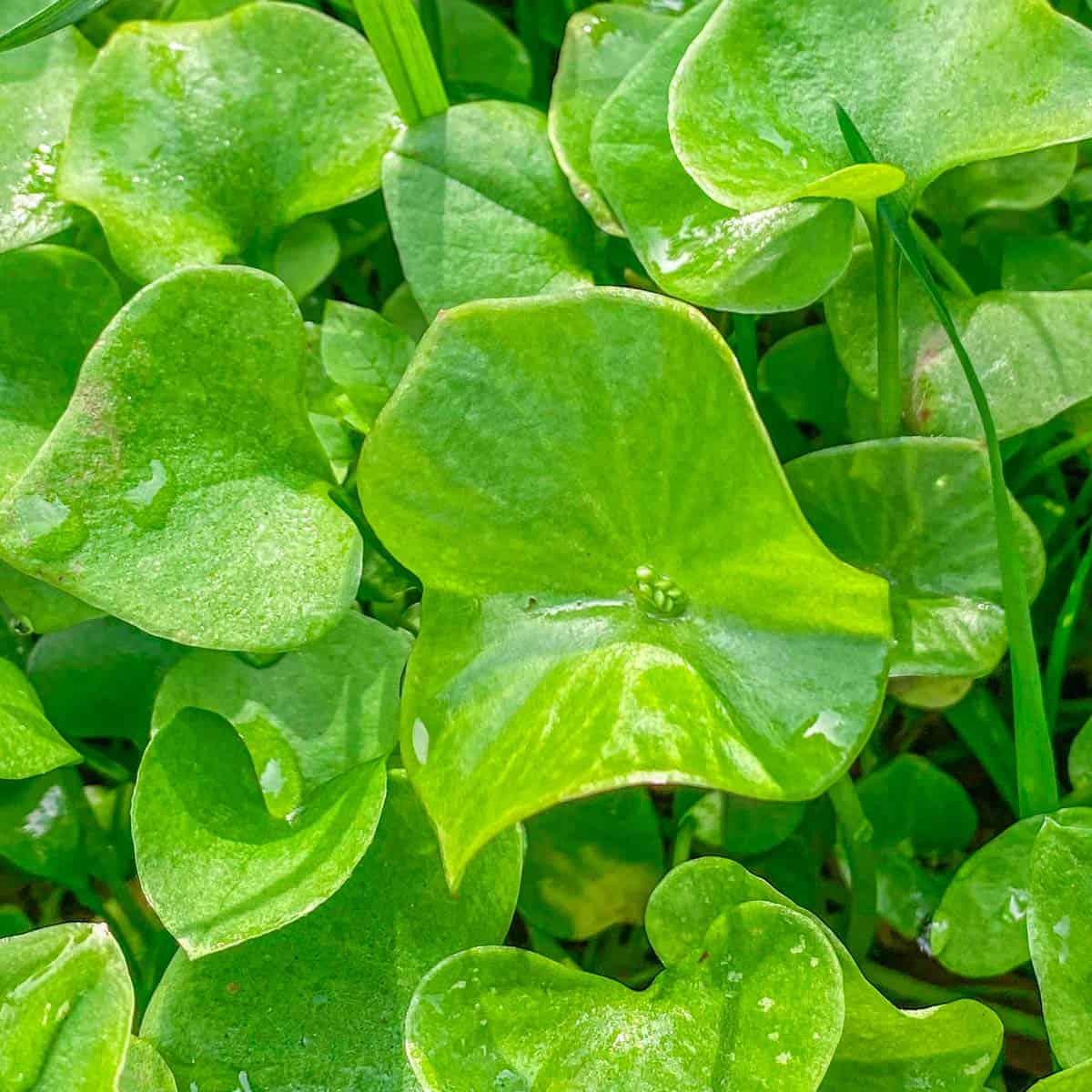 Miners lettuce, or Claytonia perfoliata