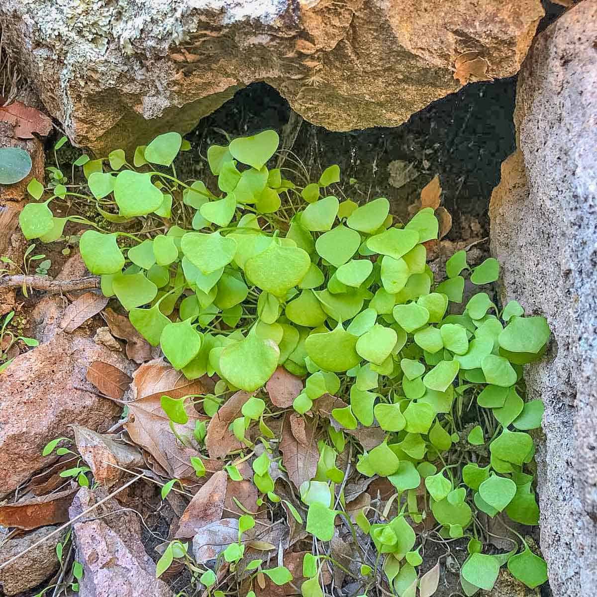 Miners lettuce, or Claytonia perfoliata