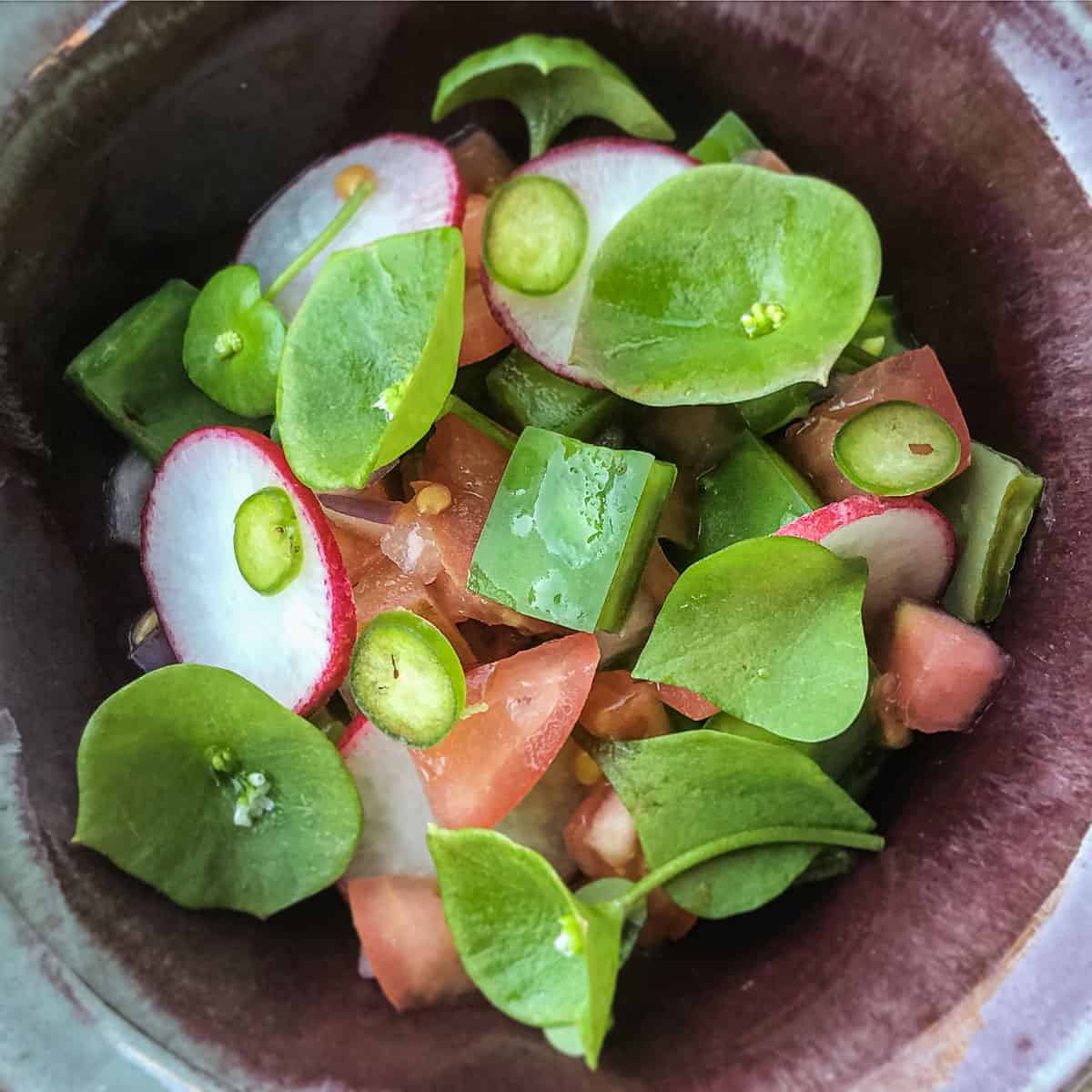 Miner's Lettuce, red 