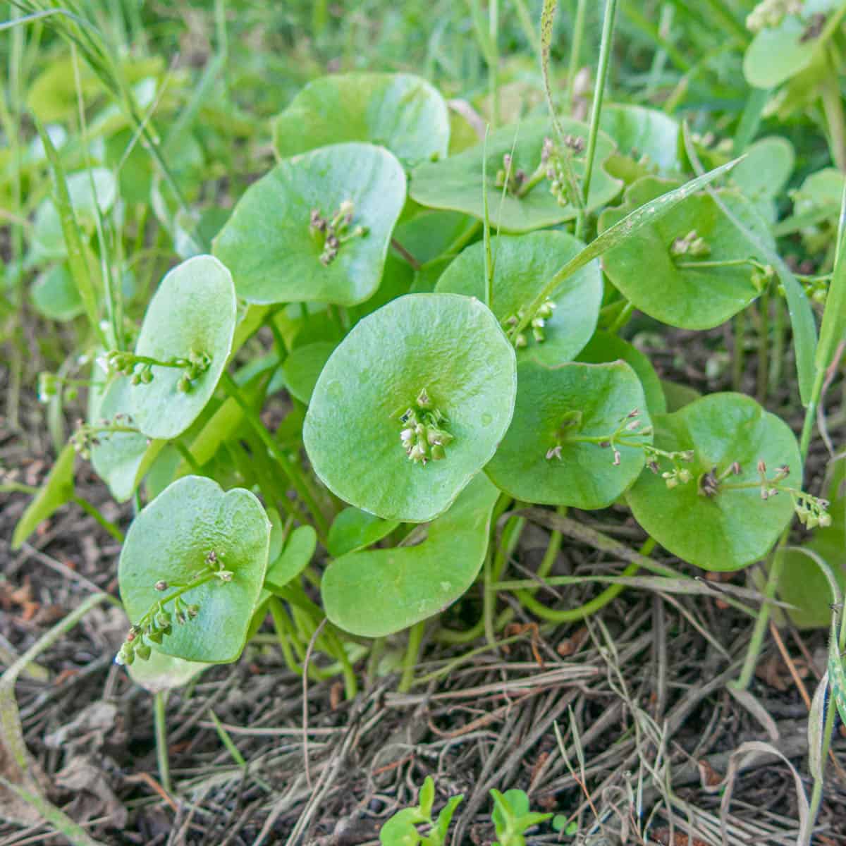 Miners lettuce, or Claytonia perfoliata