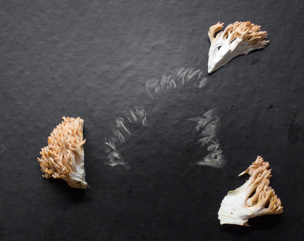How to spore print a mushroom