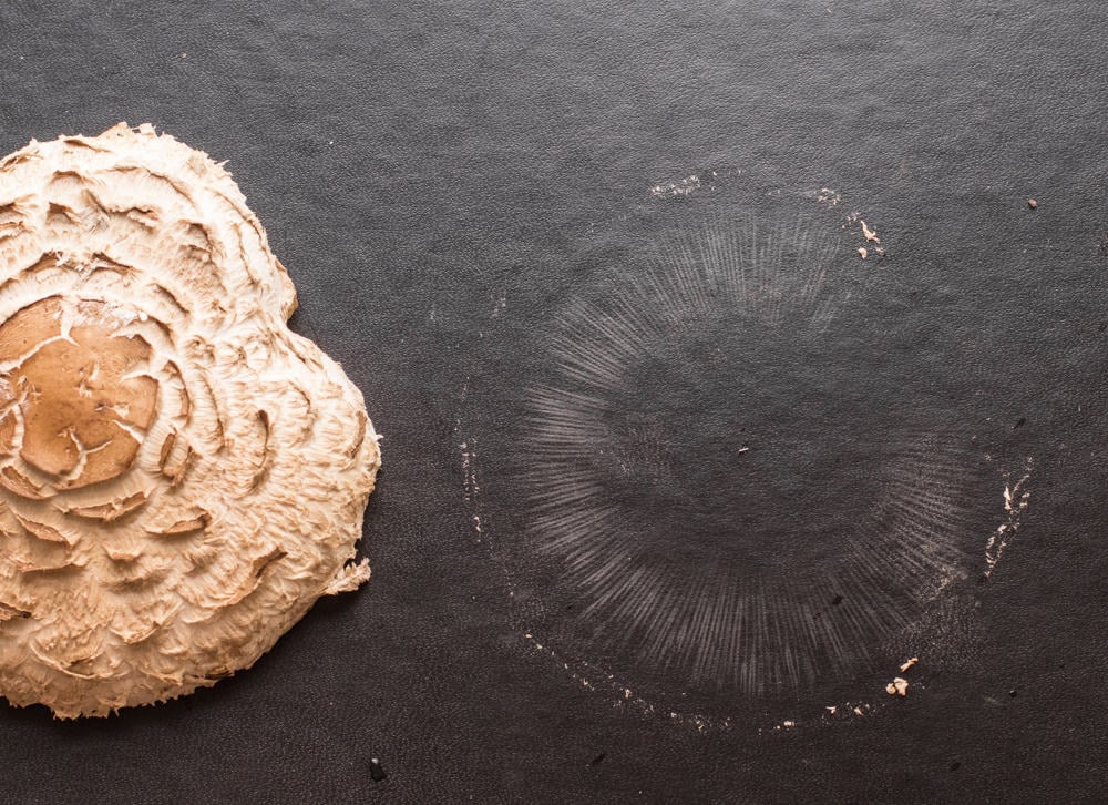 How to spore print a mushroom