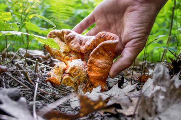 Lobster mushroom with a natural spore print