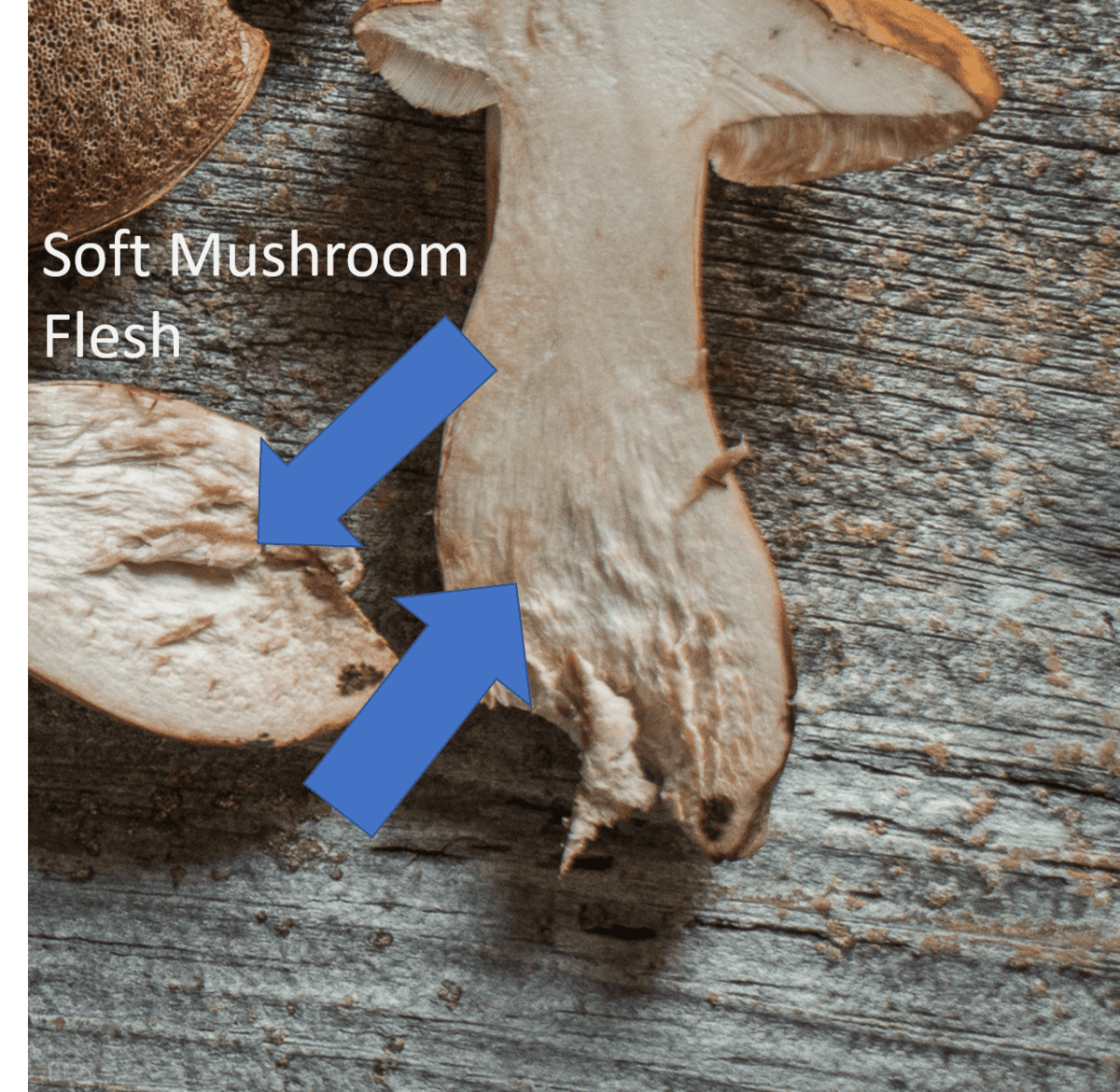 Soft mushroom flesh of a Tylopilus mushroom