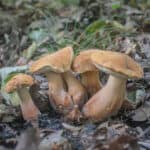 Tylopilus indecisus or ferrugineus mushrooms