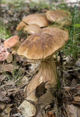 Tylopilus indecisus or ferrugineus mushrooms