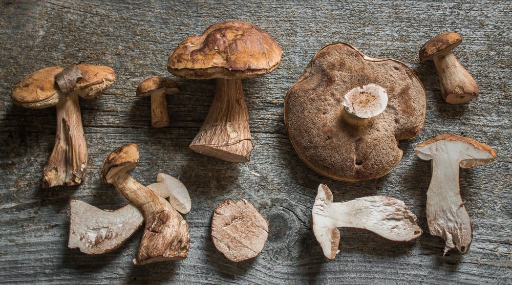 Tylopilus indecisus or ferrugineus mushrooms