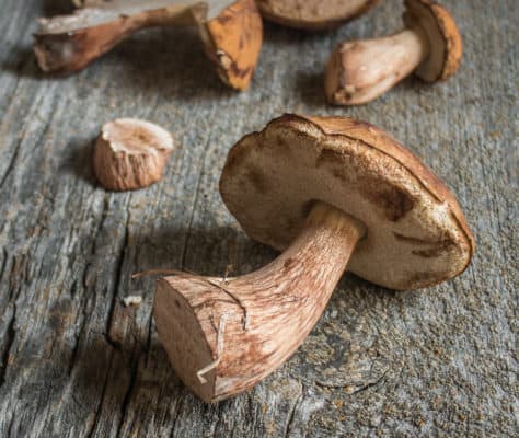 Tylopilus indecisus or ferrugineus mushrooms