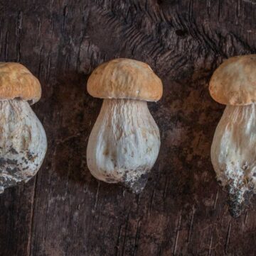 Wild porcini mushroom buttons