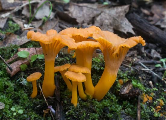 Yellow foot chanterelles or Craterellus tubaeformis