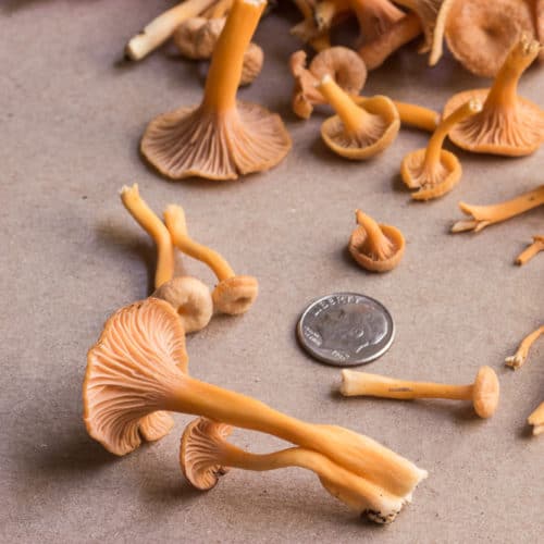 Foraging and Cooking Yellowfoot Chanterelle Mushrooms
