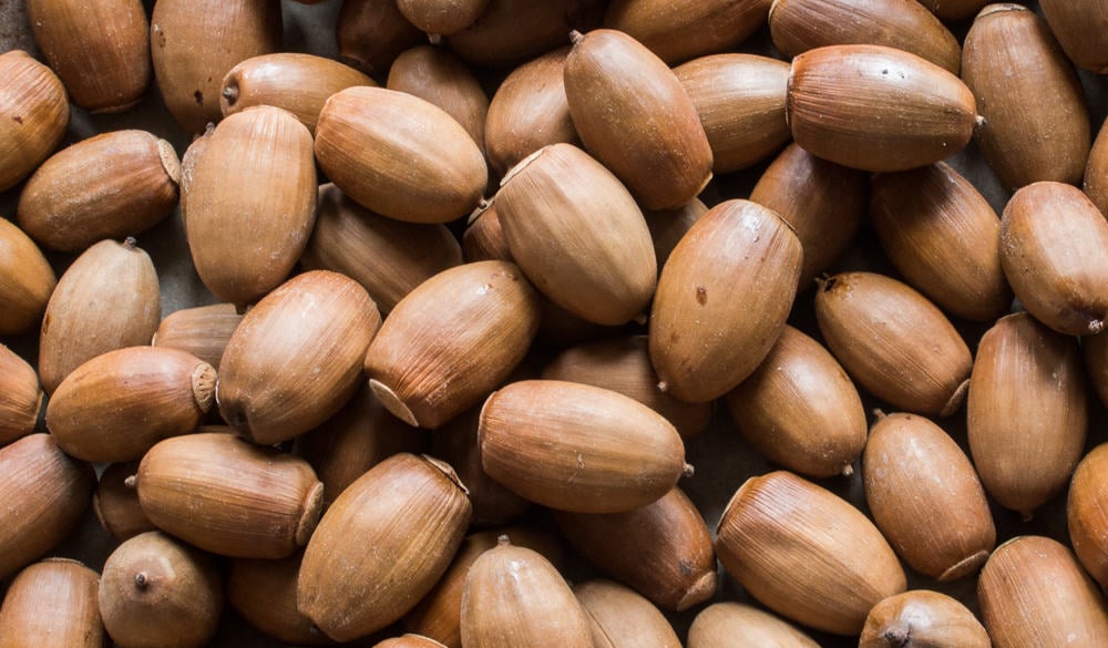 Acorns for eating with no holes