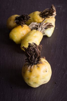 Foraged barrel cactus fruit