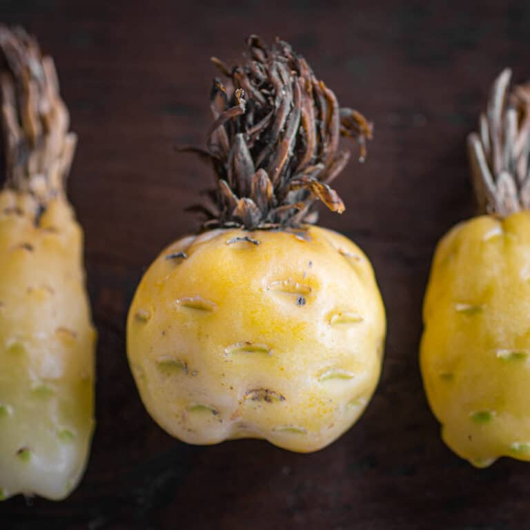 Edible barrel cactus buds from arizona 