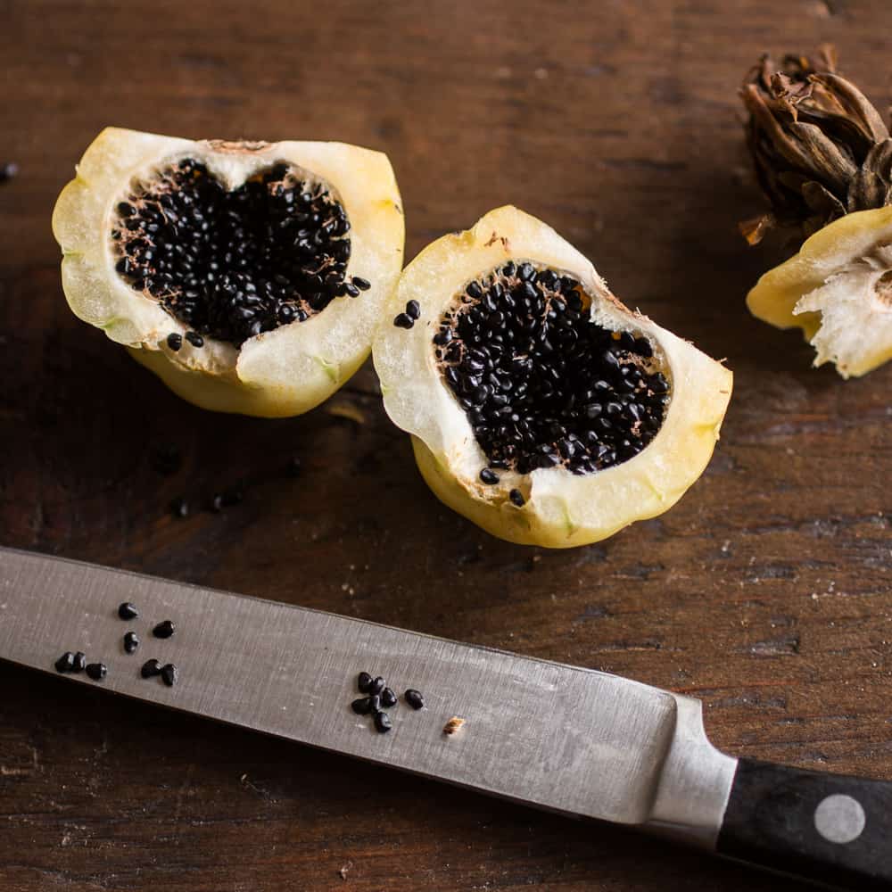 Edible Barrel Cactus Fruit From Arizona