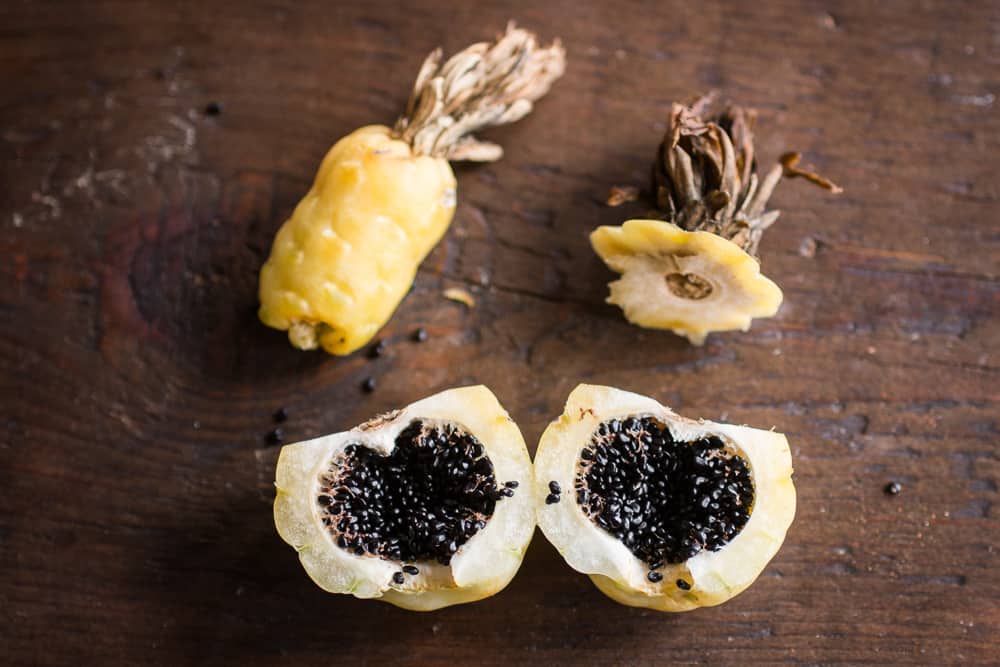 Edible barrel cactus fruit from arizona