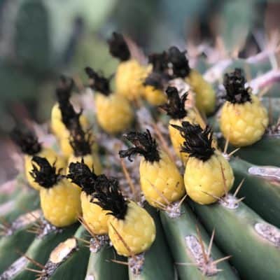 Barrel cactus fruit 